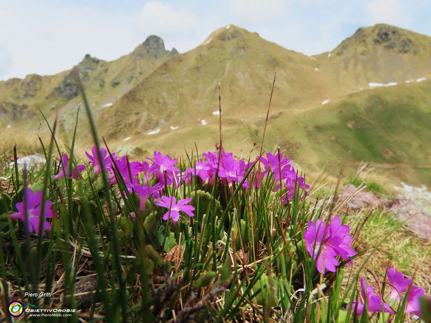 61 Primula hirsuta con Valletto, Tribortoi, Triomen.JPG